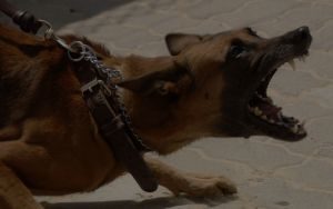 photo of a vicious dog