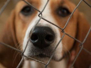 Dog behind chain link fence.