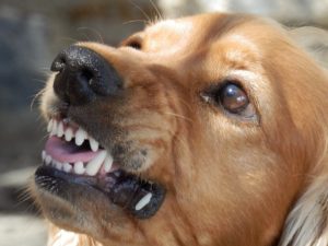 photo of a dog
