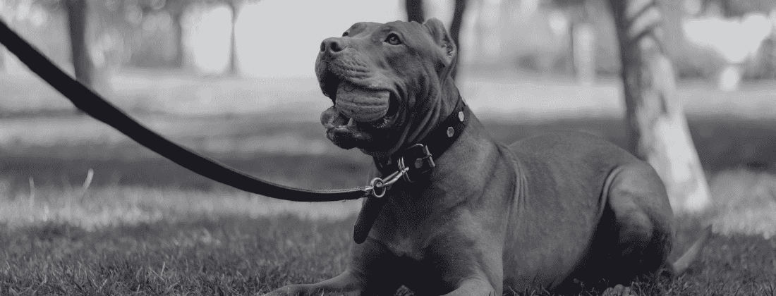 An Overview of California’s Dog Leash Laws