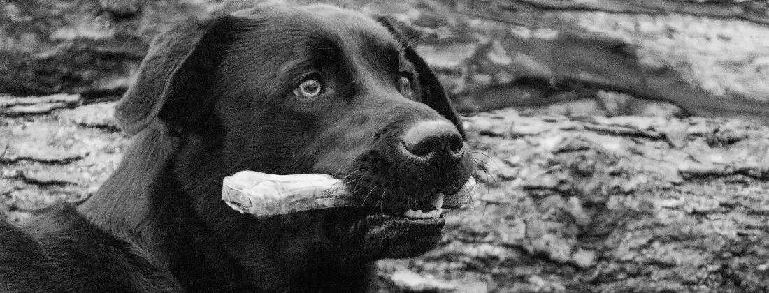 What’s the Difference Between a Lawyer and a Trial Lawyer?