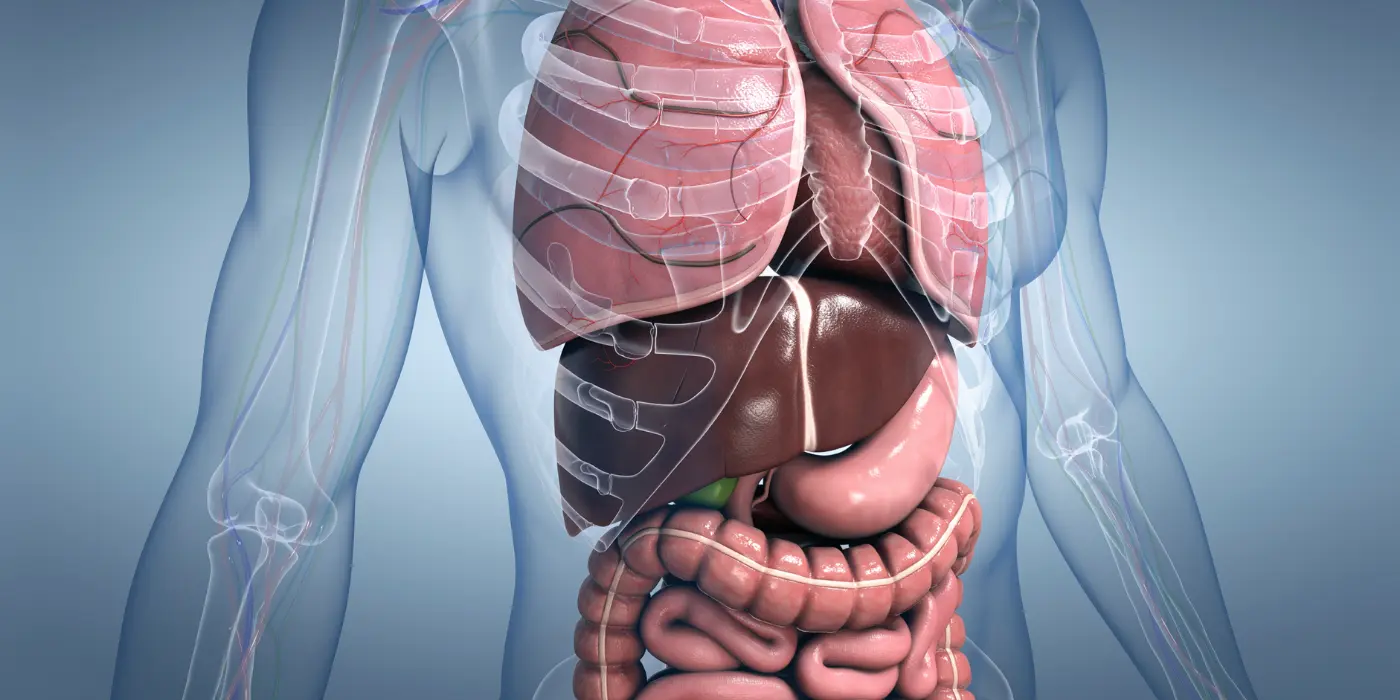 Graphic showing the lungs, liver, intestines, and other internal organs.